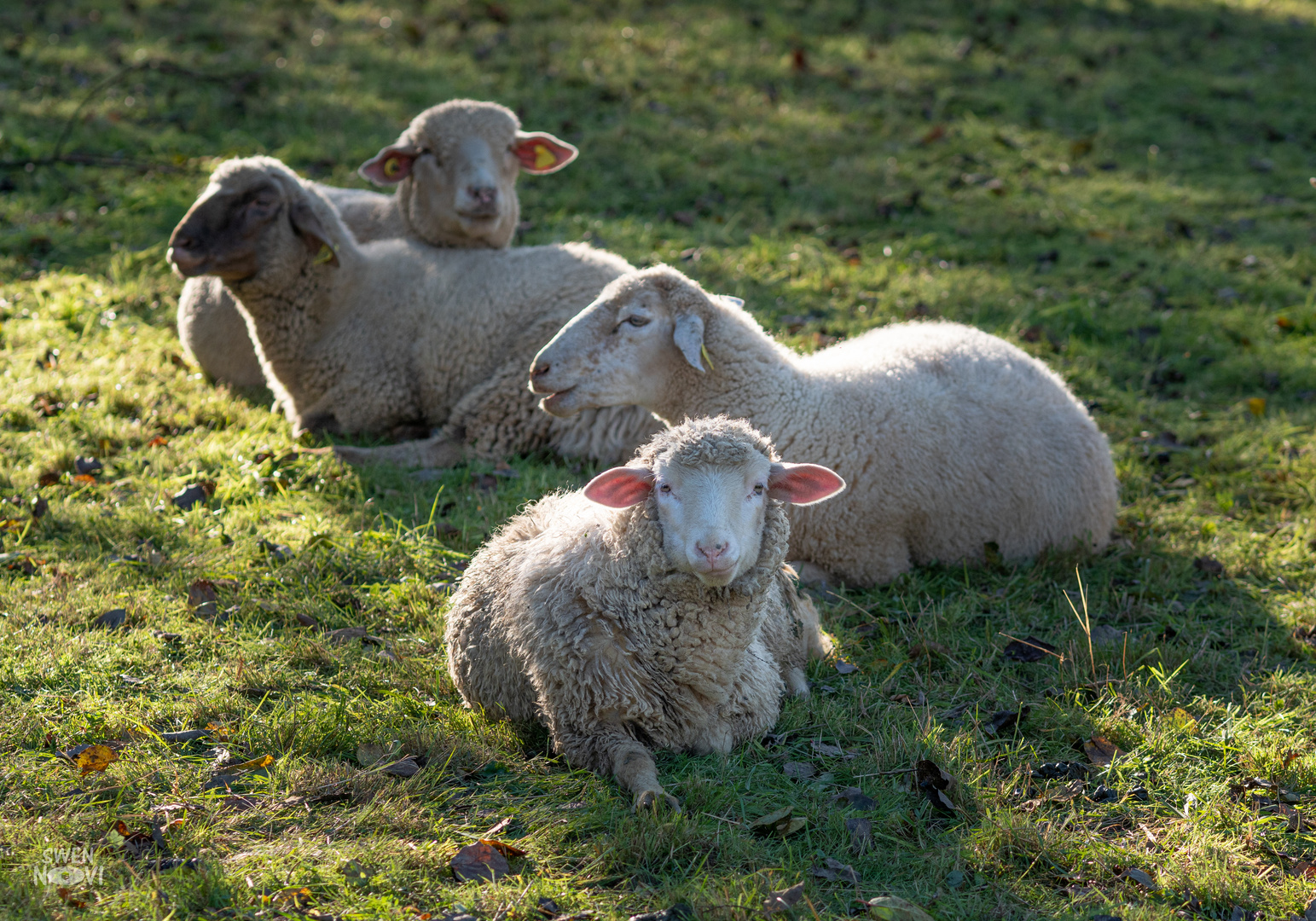 chillige Schafe