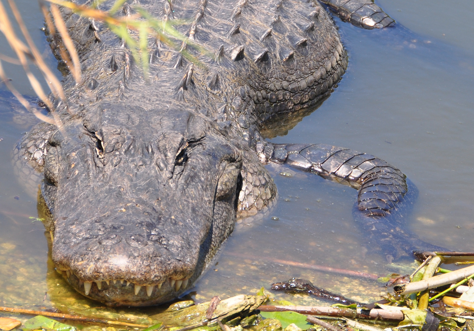 chillin' gator, Everglades National Park, Fl