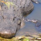 chillin' gator, Everglades National Park, Fl