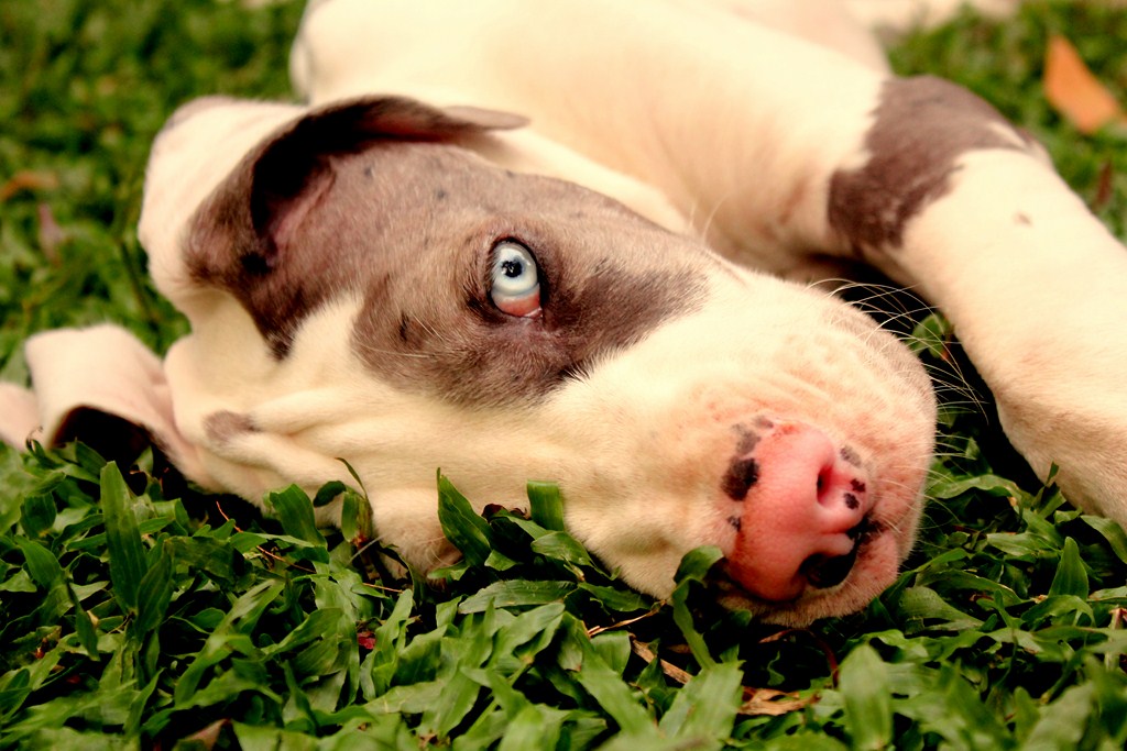 chillin in the grass