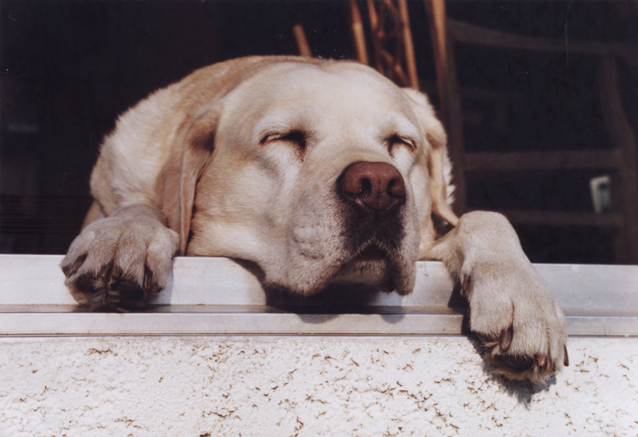 chillin' in the sun