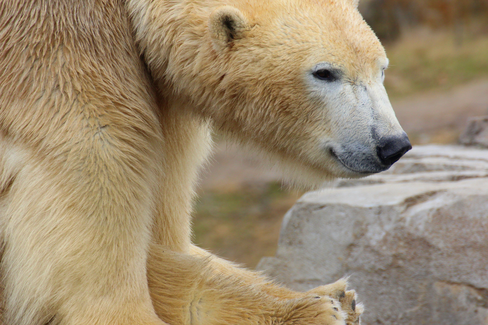 chilling-Bär ;)