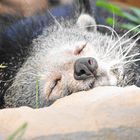 Chilling Binturong,