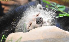 Chilling Binturong,