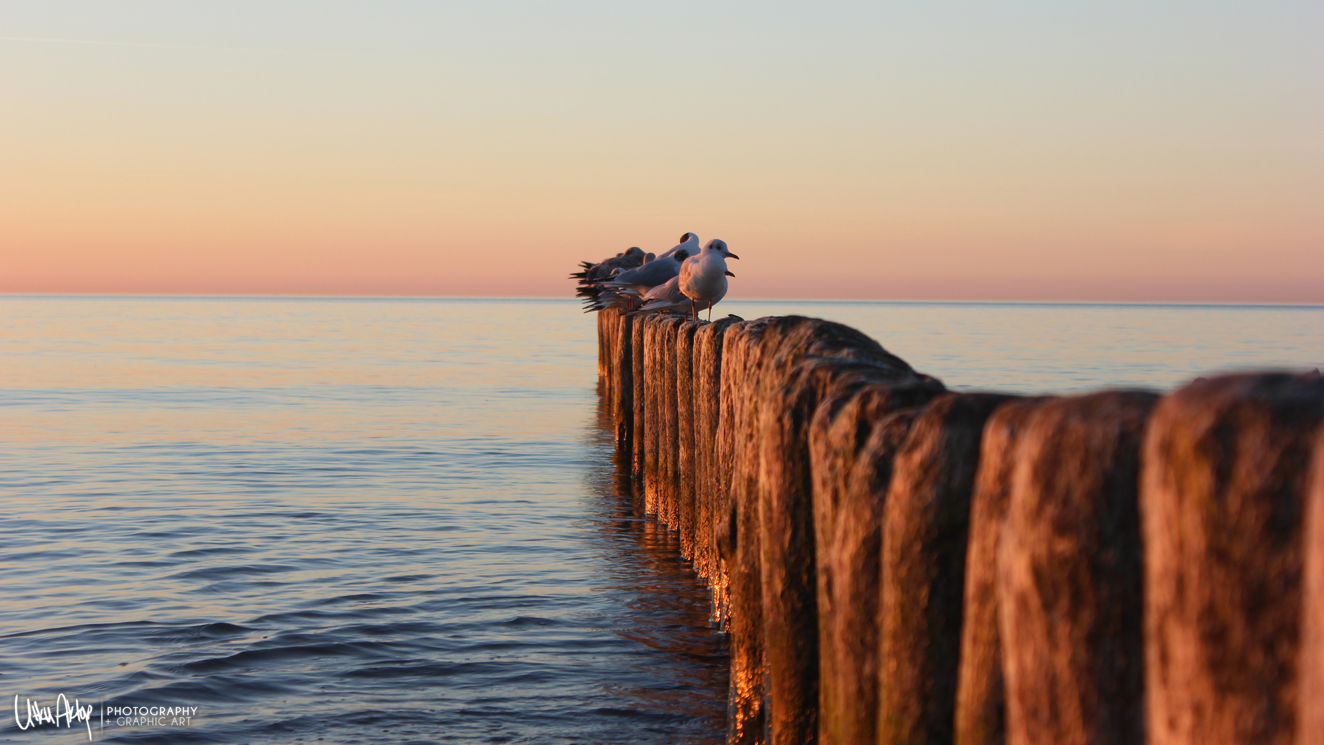 Chilling Birds