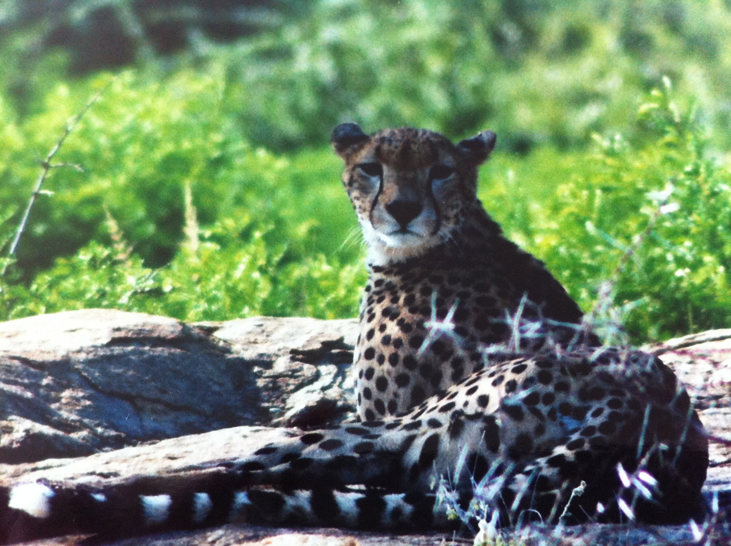 Chilling Cheetah