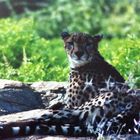 Chilling Cheetah