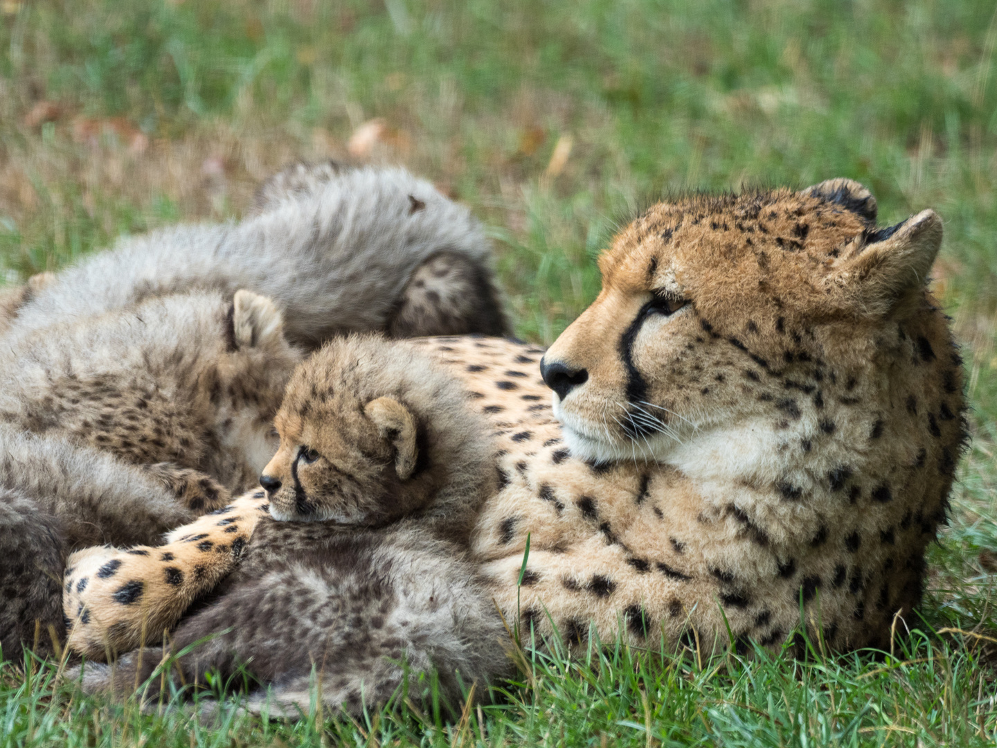 Chilling Cheetahs