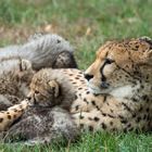 Chilling Cheetahs