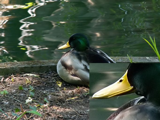 Chilling duck