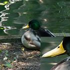 Chilling duck