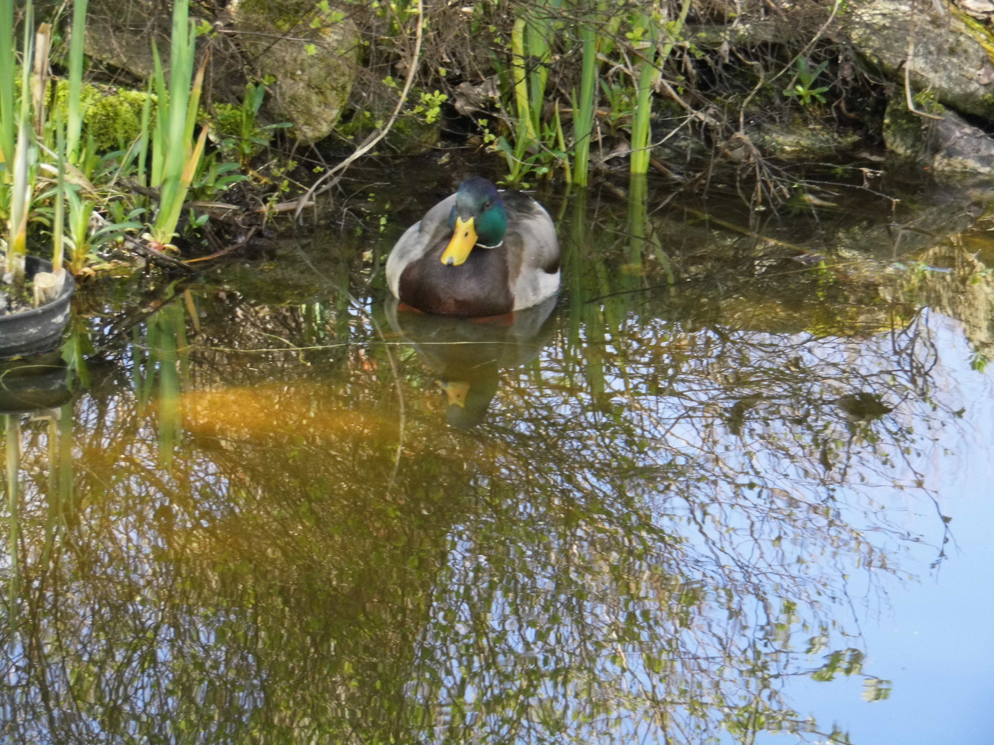 "Chilling Duck"