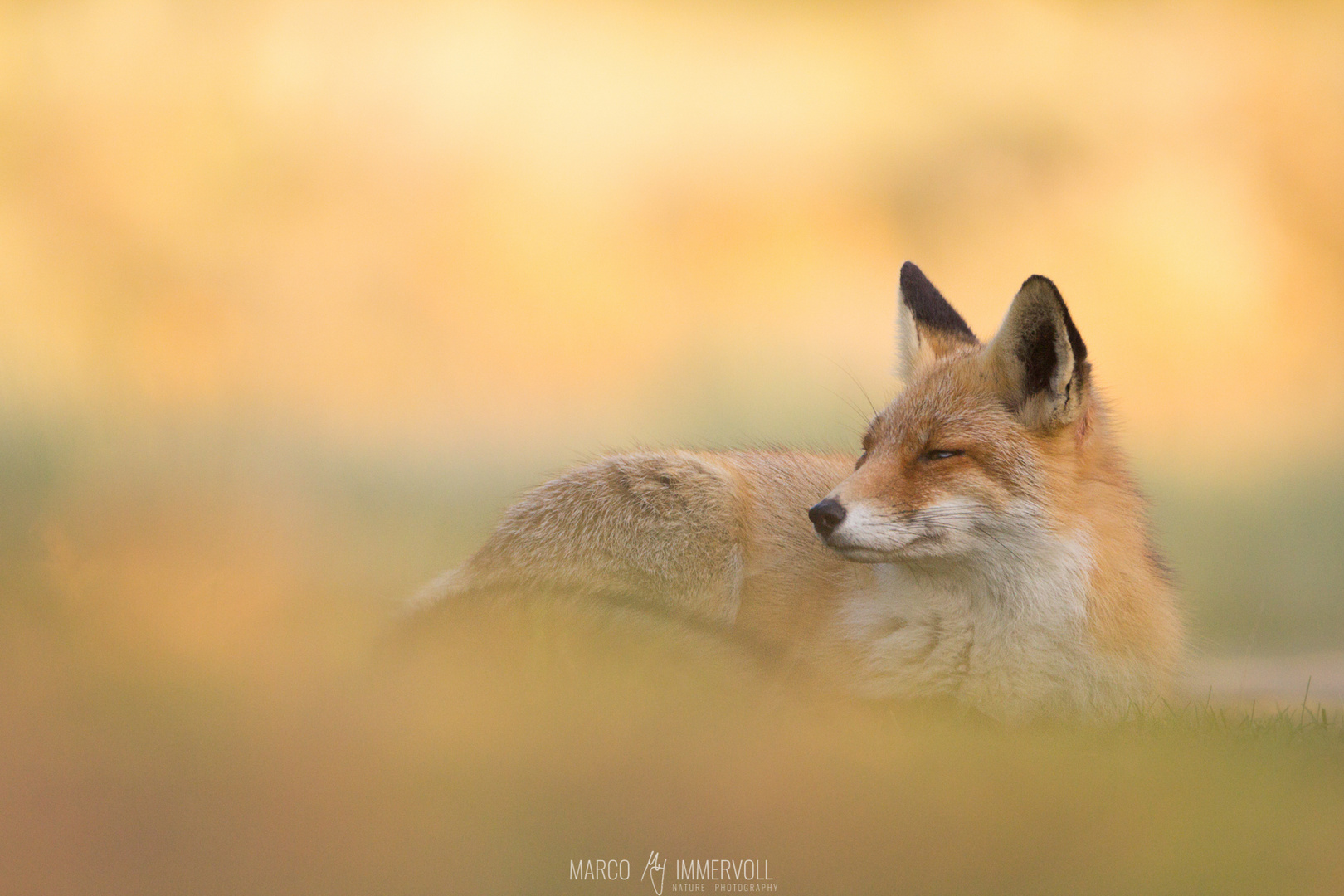 Chilling Fox