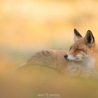 Chilling Fox