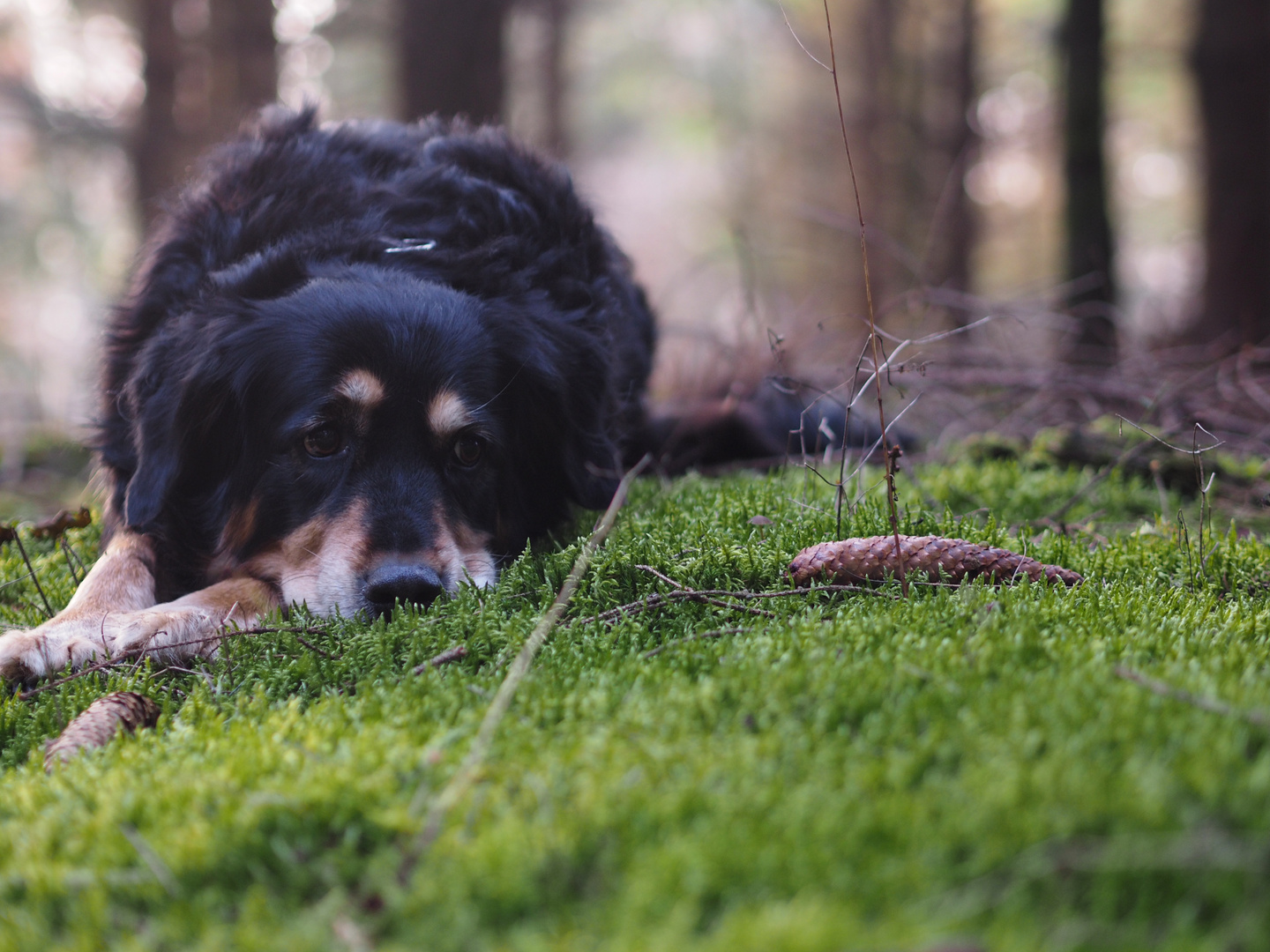 chilling in the forrest