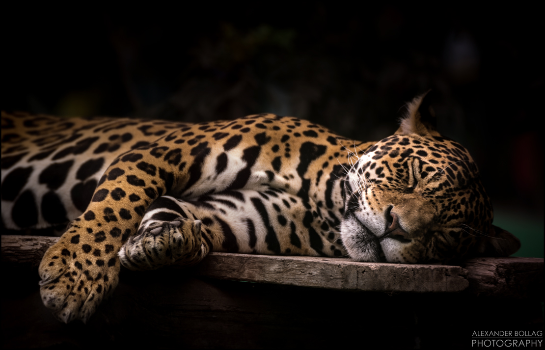 "Chilling Jaguar"