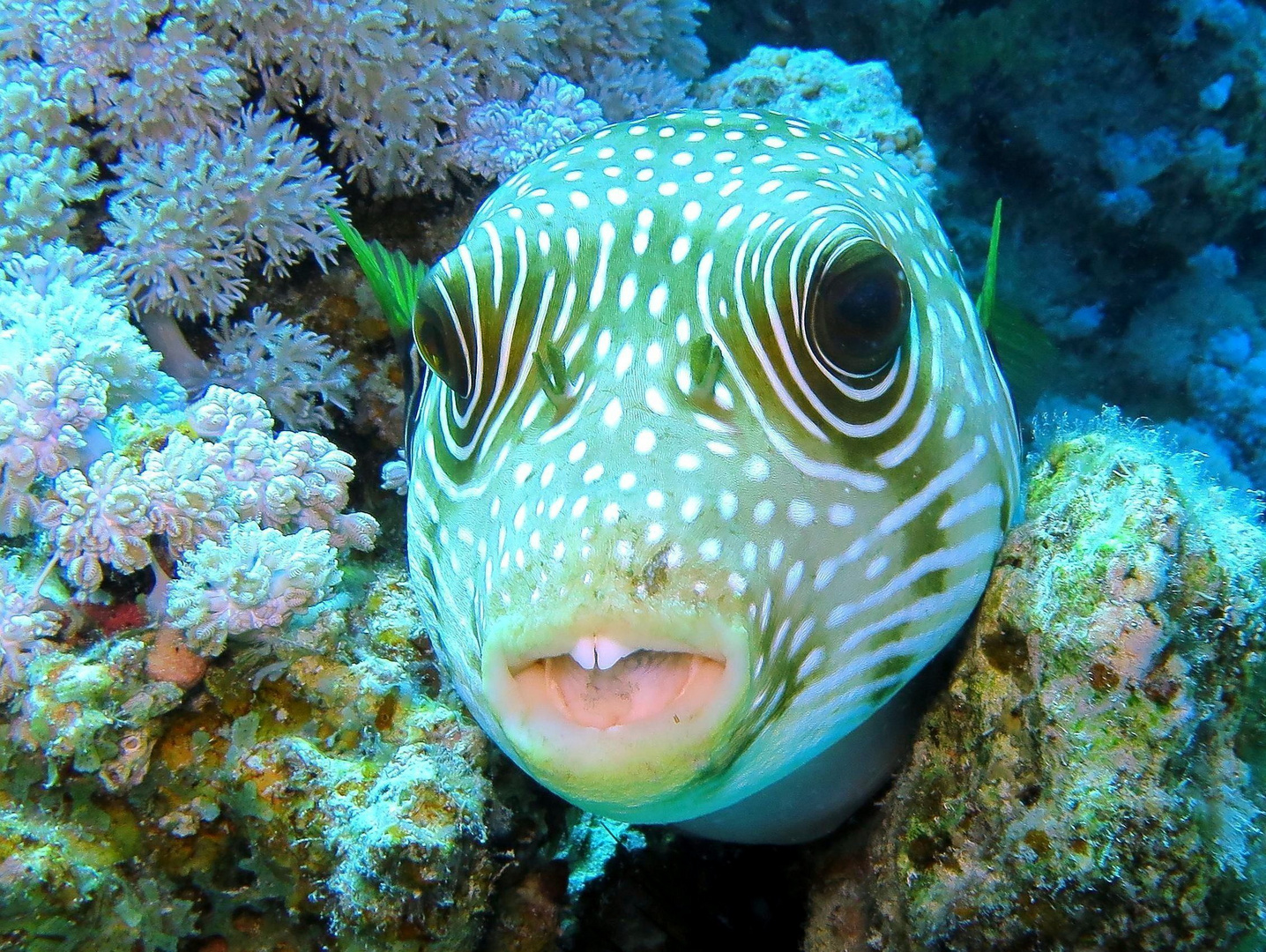 Chilling on the reef