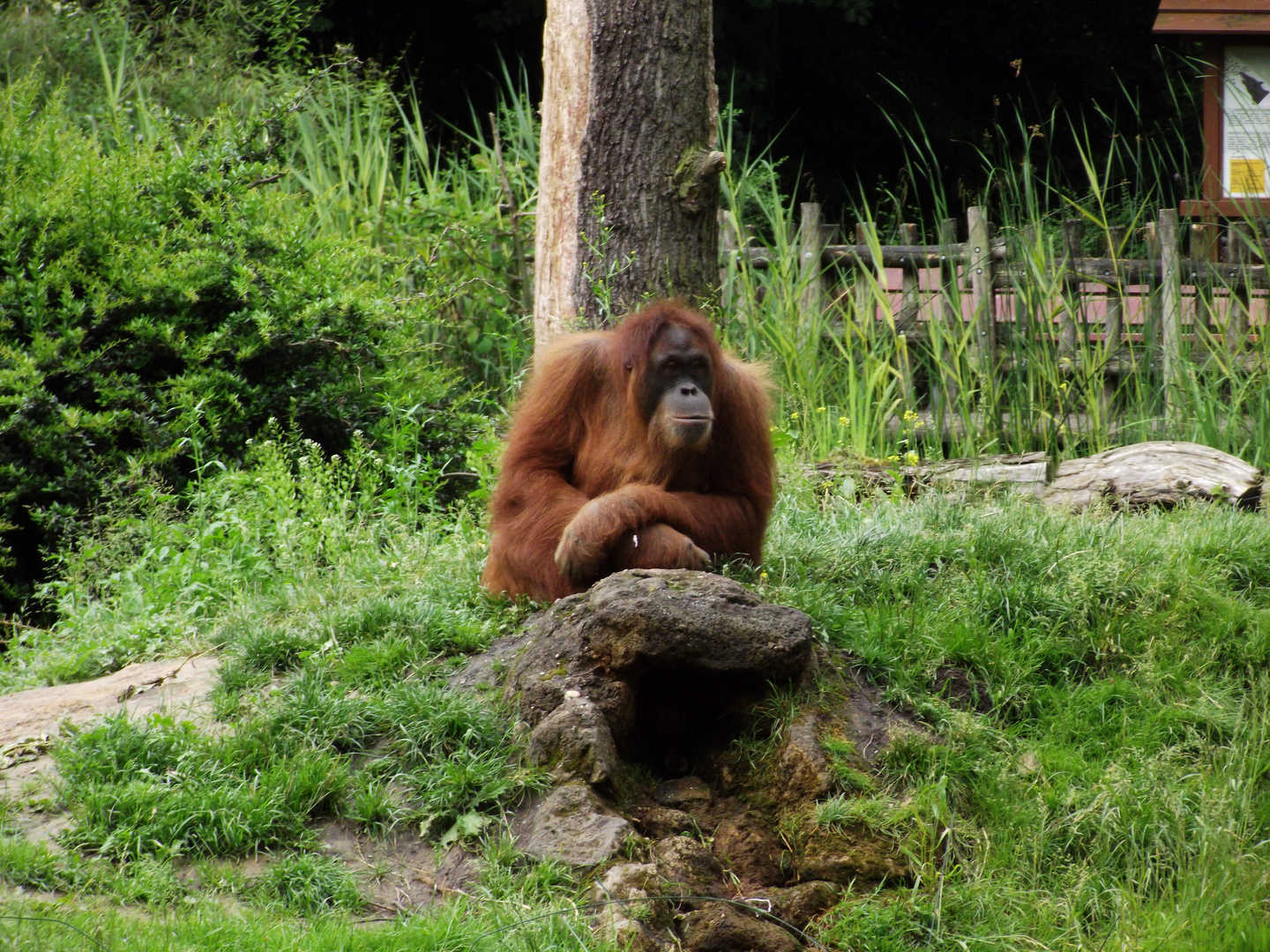 Chilling Orang Utan