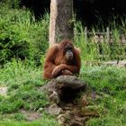 Chilling Orang Utan