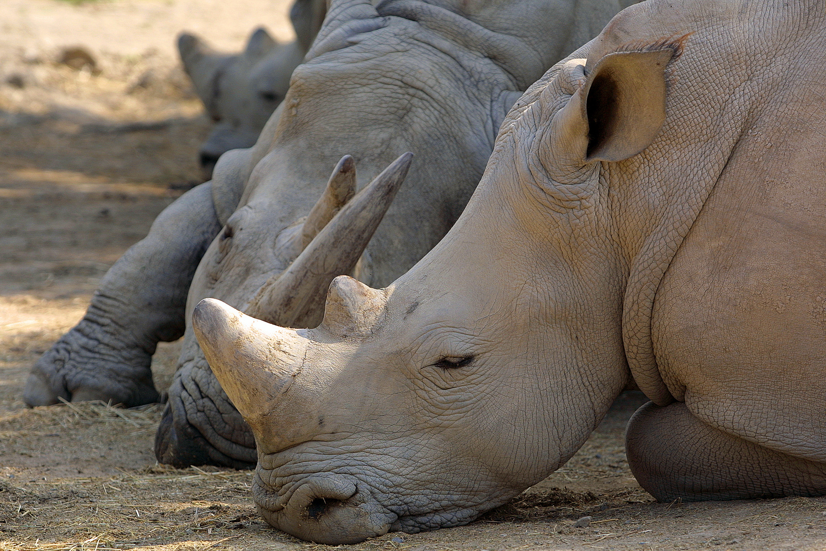 Chilling Rhinos