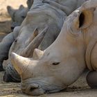 Chilling Rhinos