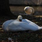 Chilling swan