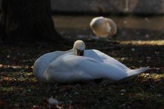 Chilling swan