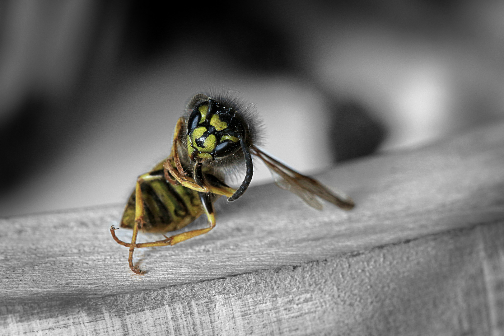 Chilling wasp