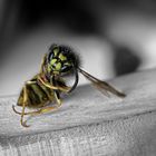 Chilling wasp