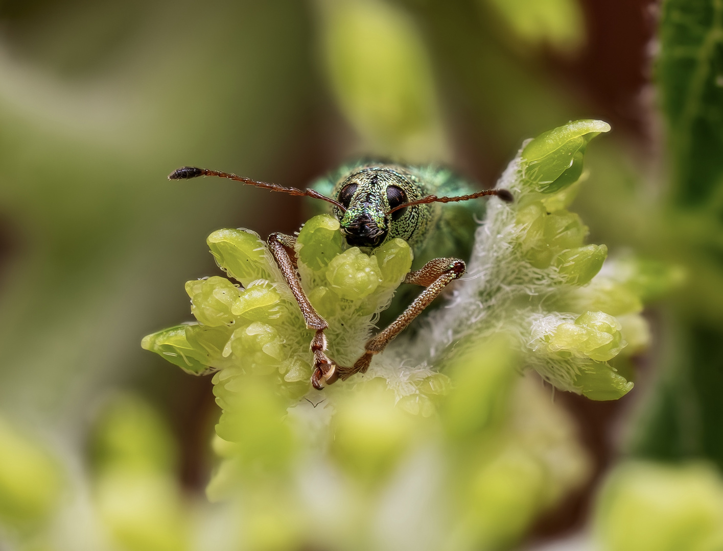 Chilling Weevil