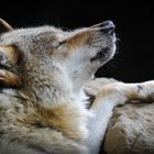 Chilling Wolf
