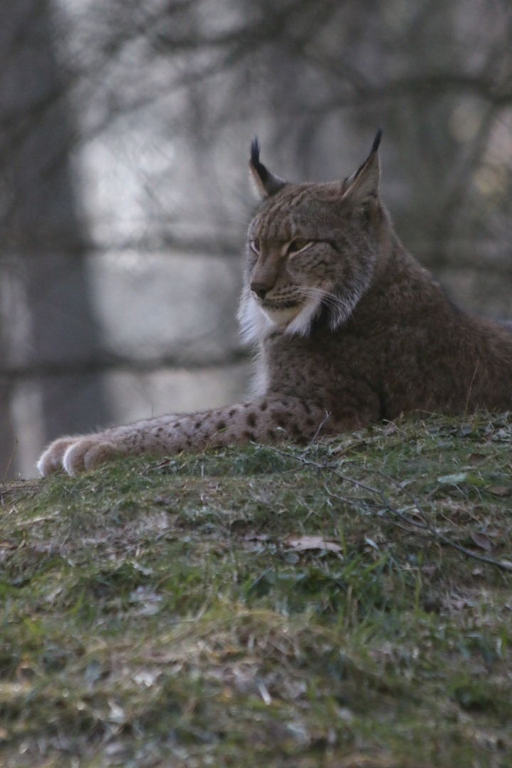 Chill'n Lynx