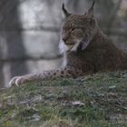 Chill'n Lynx