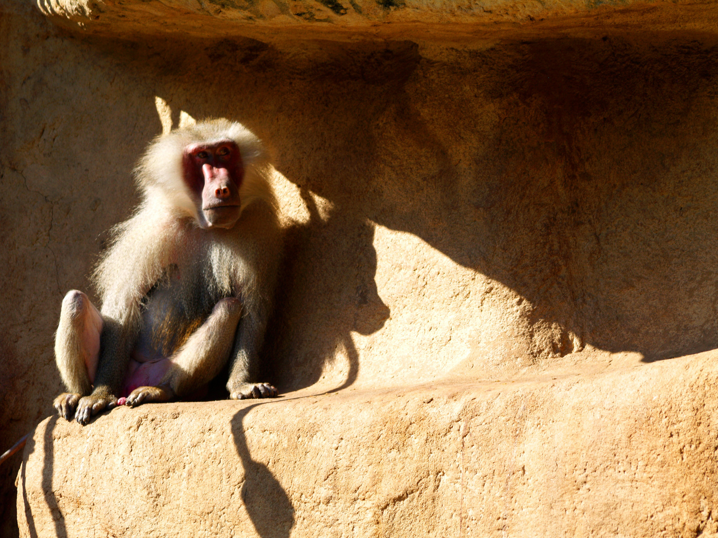 Chillout auf dem Affenfels im Kölner Zoo