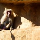 Chillout auf dem Affenfels im Kölner Zoo