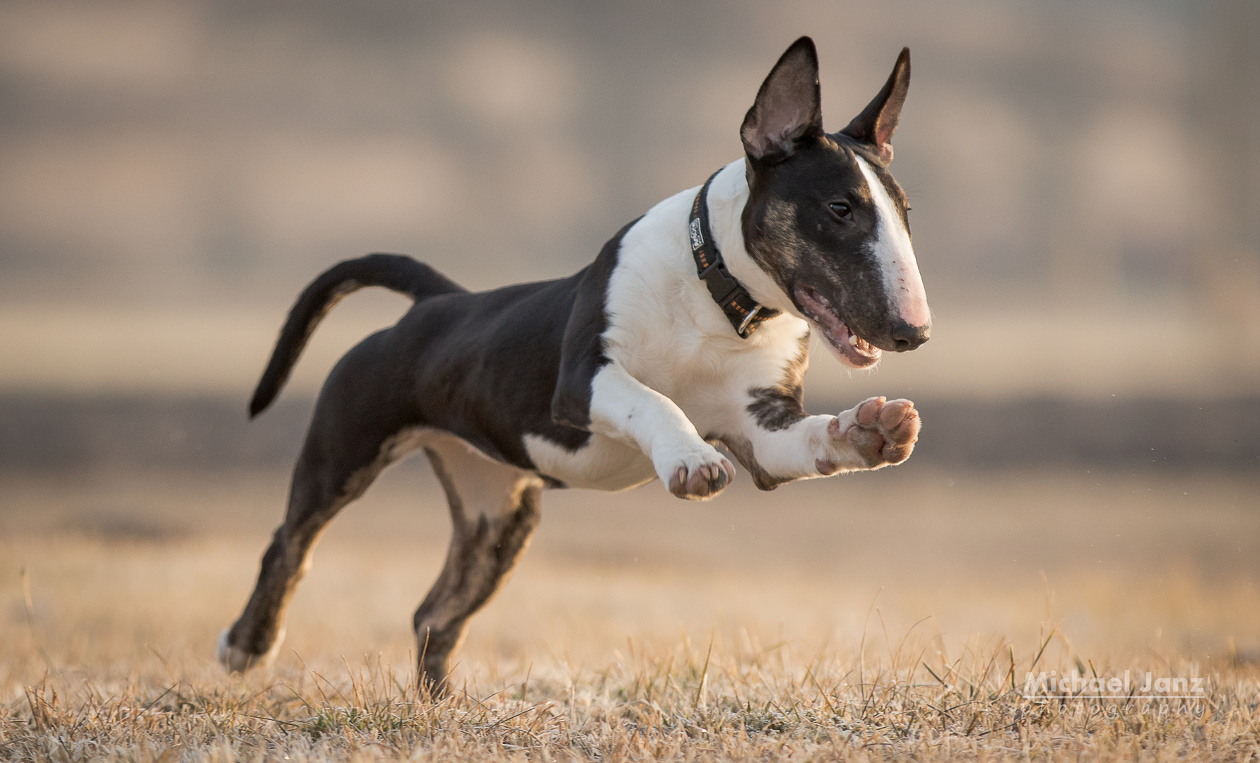 Chilly - 5 month old Bullterrier