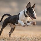 Chilly - 5 month old Bullterrier