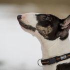 Chilly the Bullterrier (Standart)