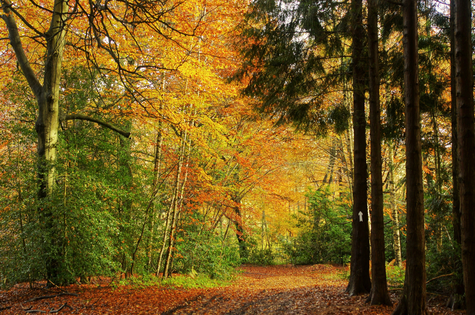 Chilterns woodland in the Autumn