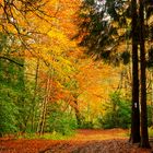 Chilterns woodland in the Autumn