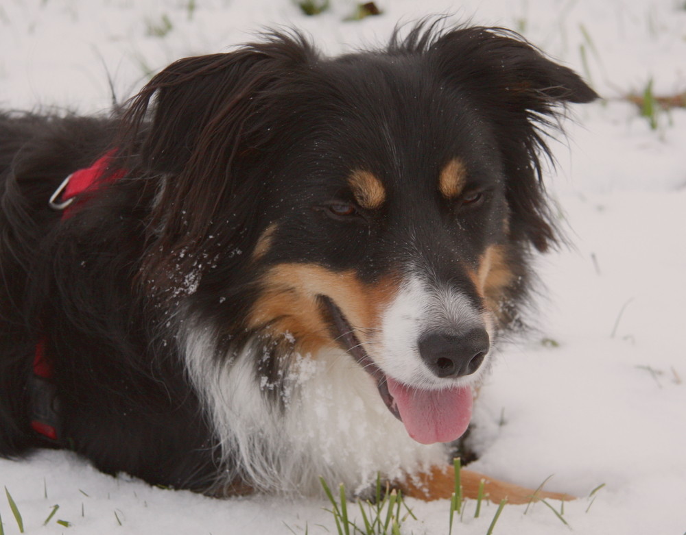 Chily im ersten Schnee, kleine Verschnaufpause