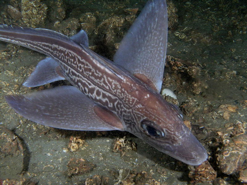 Chimaera monstrosa