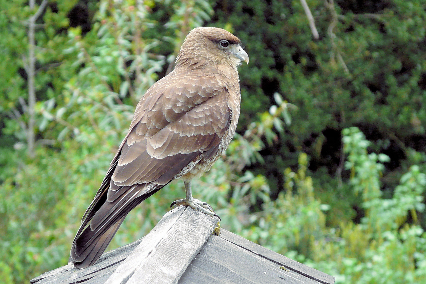 Chimango Caracara/ Chile