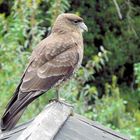 Chimango Caracara/ Chile