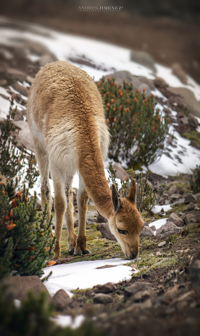 CHIMBORAZO, ECUADOR