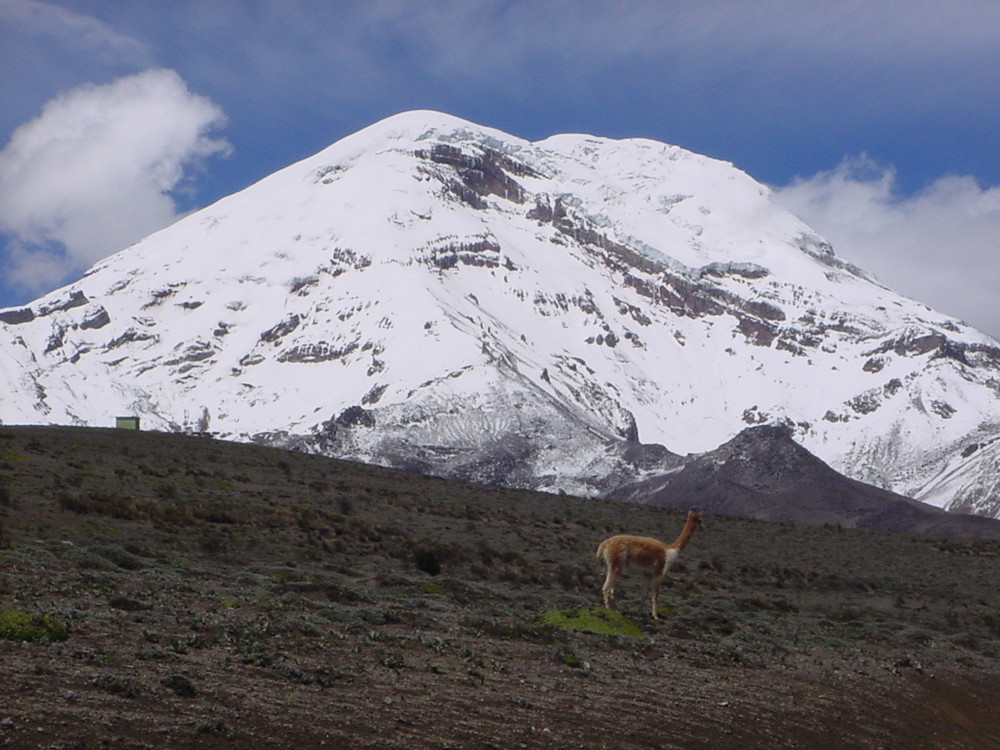 chimborazo & vicuña (6310m)