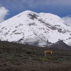 chimborazo & vicuña (6310m)