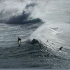 Chimeras of Tasman sea