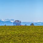 Chimgauer Alpen