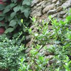 Chimney and plants showing depth